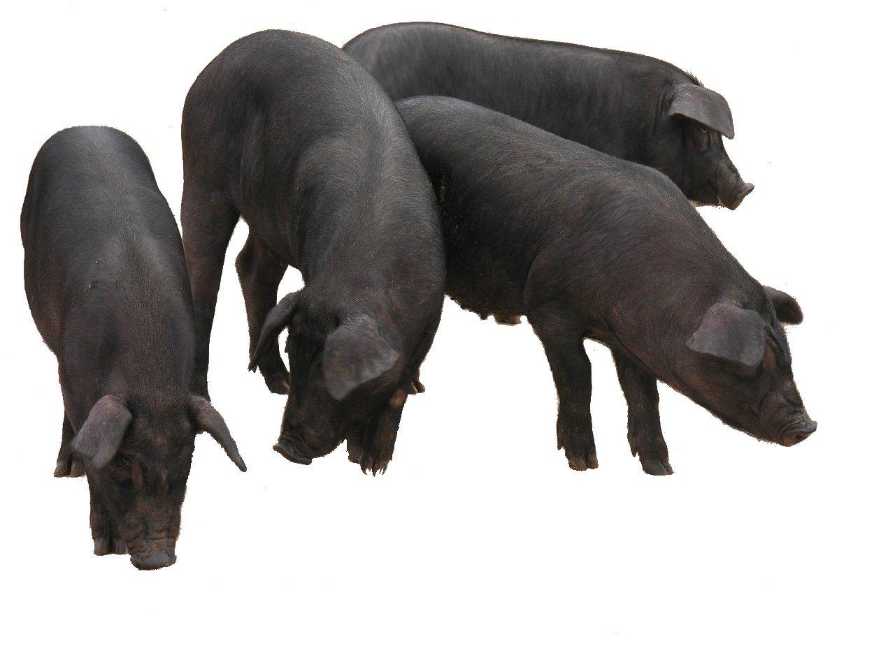 【生猪品种】-大河乌猪