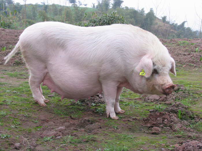 行情/种猪场厂饲养品种信息/仔猪饲料/猪肉美食-中国猪业最大门户网站