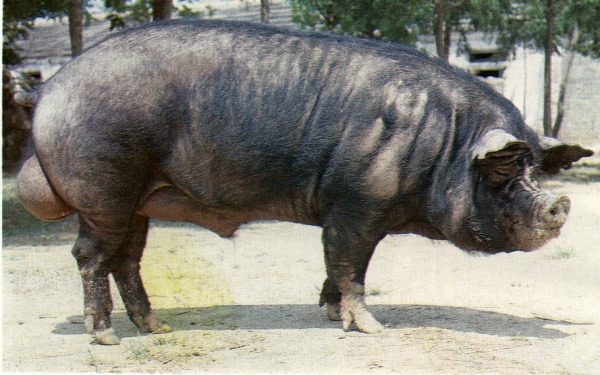 巴克夏猪( berkshire)