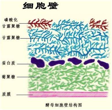 中间一层为糖蛋白和几丁质,酵母细胞壁可耐受胃酸;同